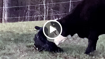 First Calf