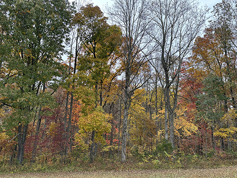 fall foliage