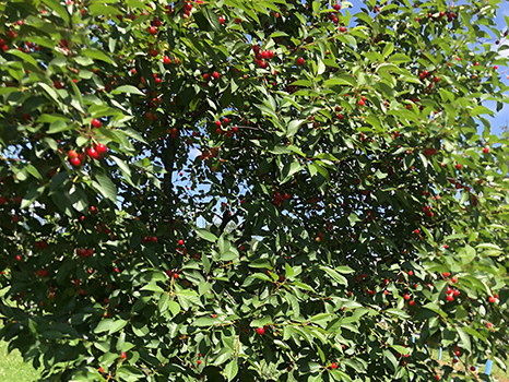 fruit tree