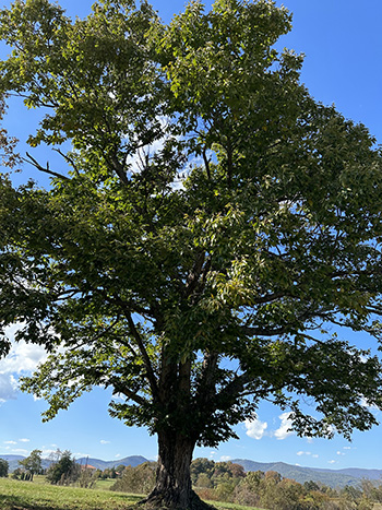 black chestnut tree