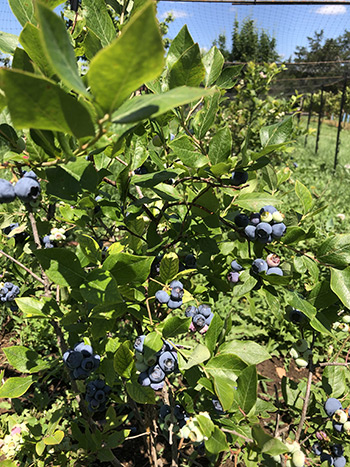 blueberries