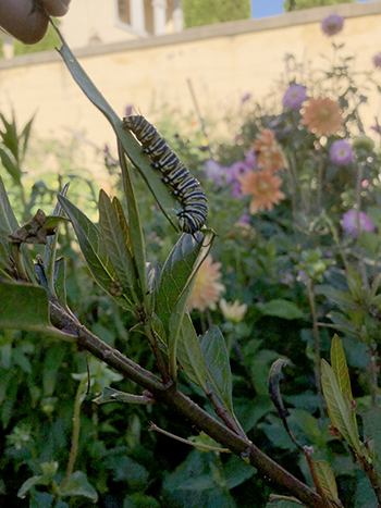caterpillar