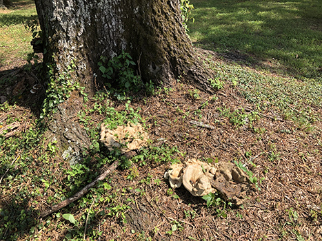 Fungi