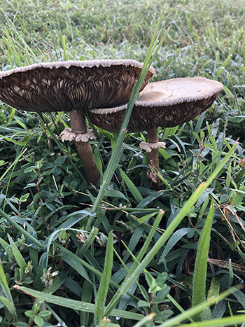 Fungi
