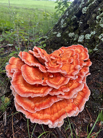 Fungi