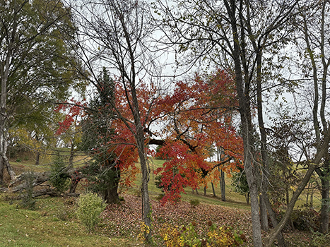 fall trees