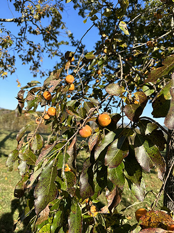 Wild Persimmon tree