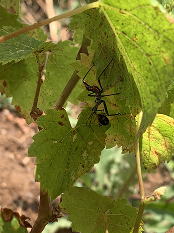 bug eating a beetle