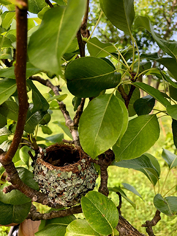 bird nest