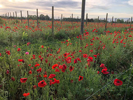 red flowers