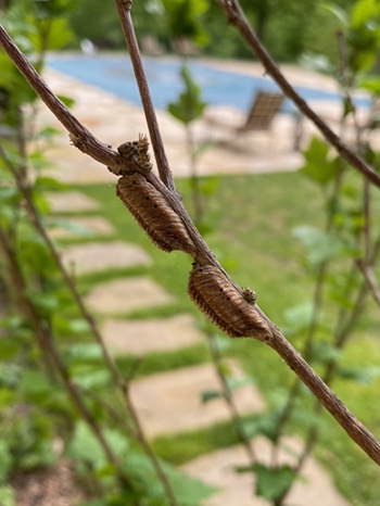 caterpillar