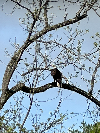 Eagle