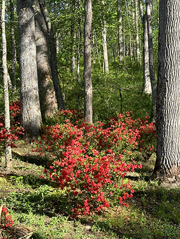 Red flowering bushes in the forest