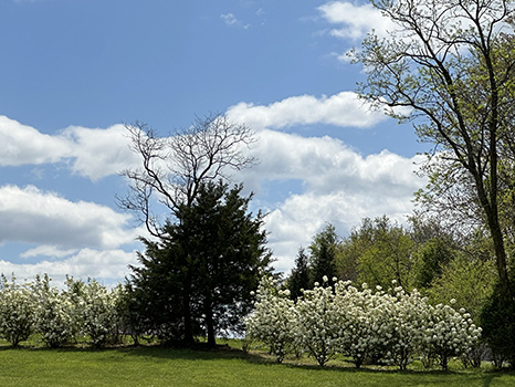 White flowers in the vineyard