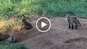 Fox cubs at play