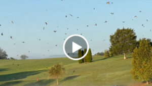 Migrating hundreds of tree swallows