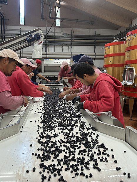 Grape sorting table