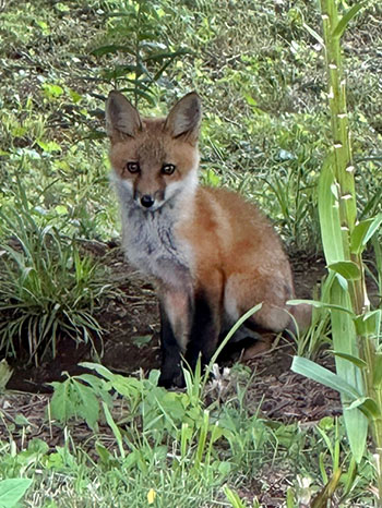Baby Fox