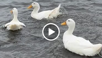 Duck Release