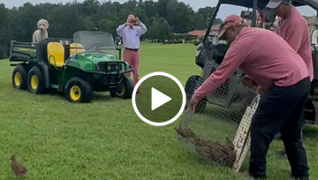 Quail Release