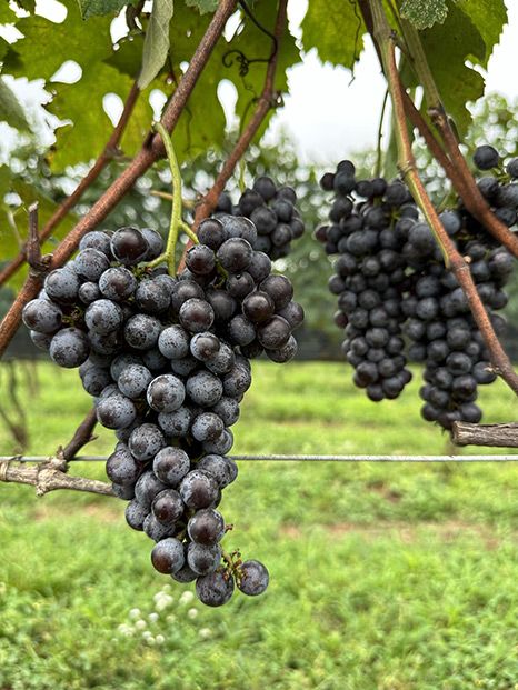 Cabernet Franc grapes