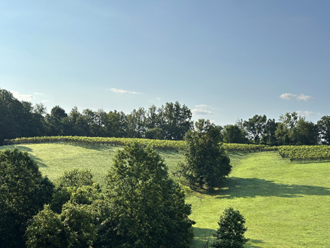 Vineyard High point with trees in the background
