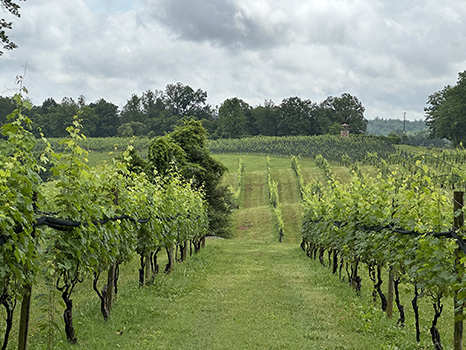 planted rows of grapes