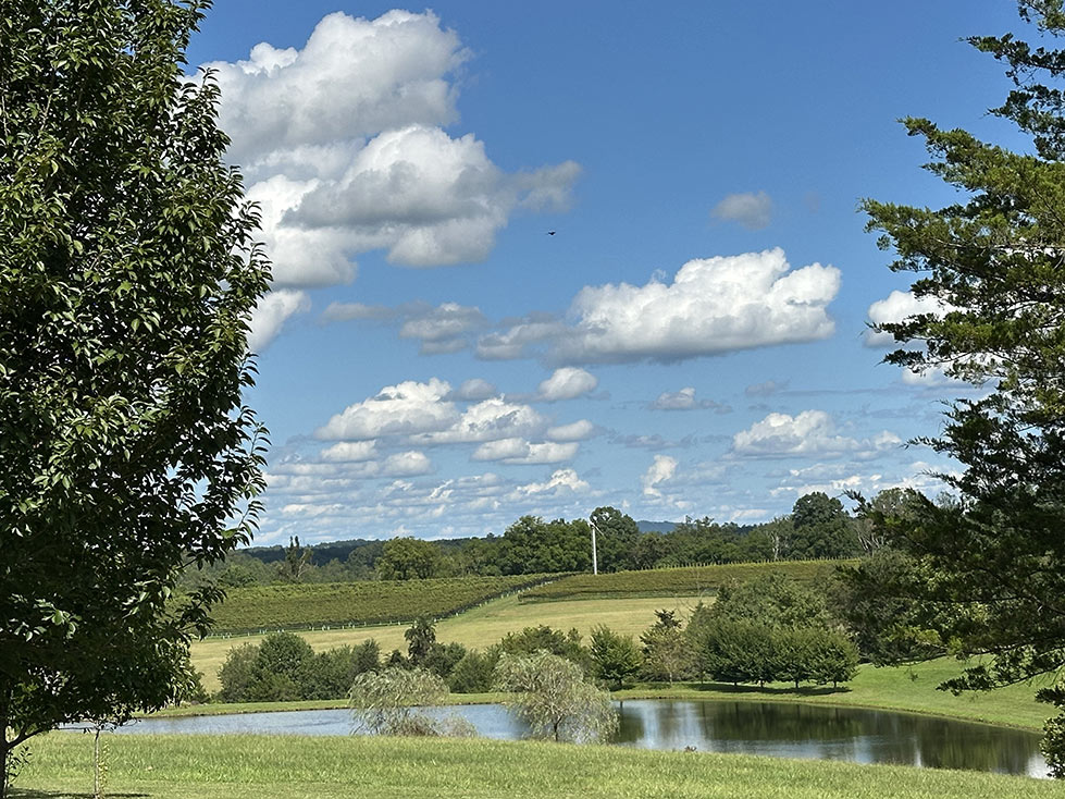 cloud filled day at the vineyard