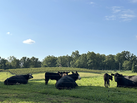 Cows in the vineyard