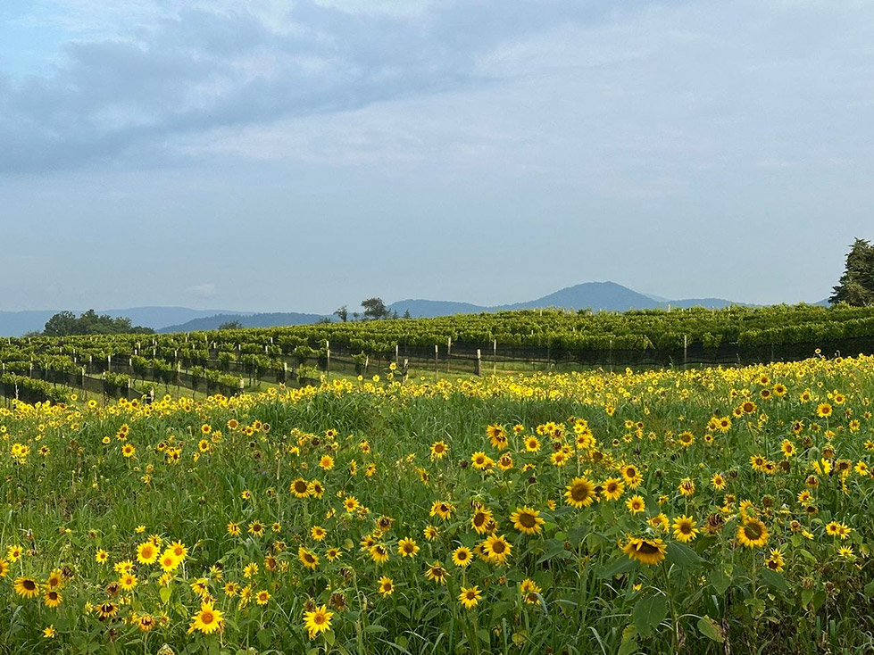 Vineyard Sunflowers