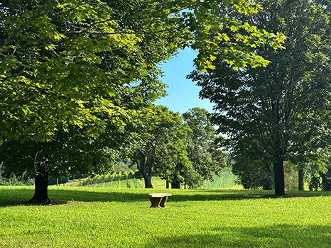Vineyard trees