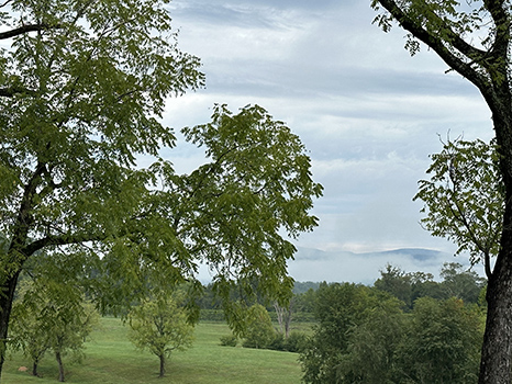 Trees in the Vineyard