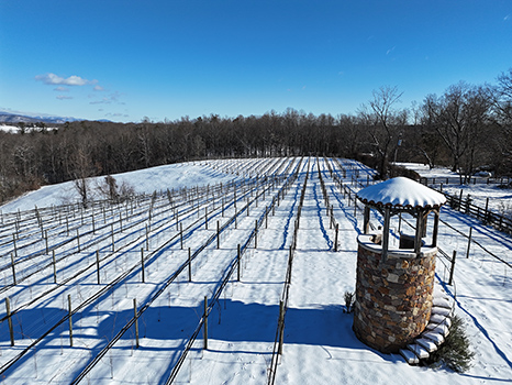 Snow covered Vineyards